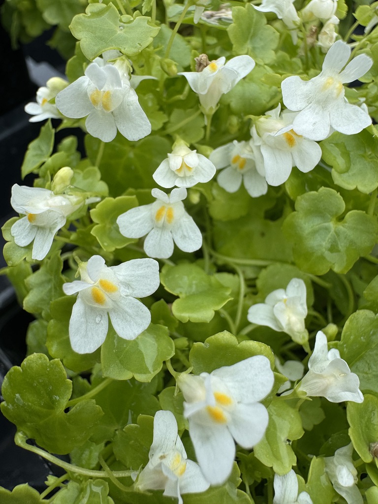 Cymbalaria muralis 'Globosa Alba'